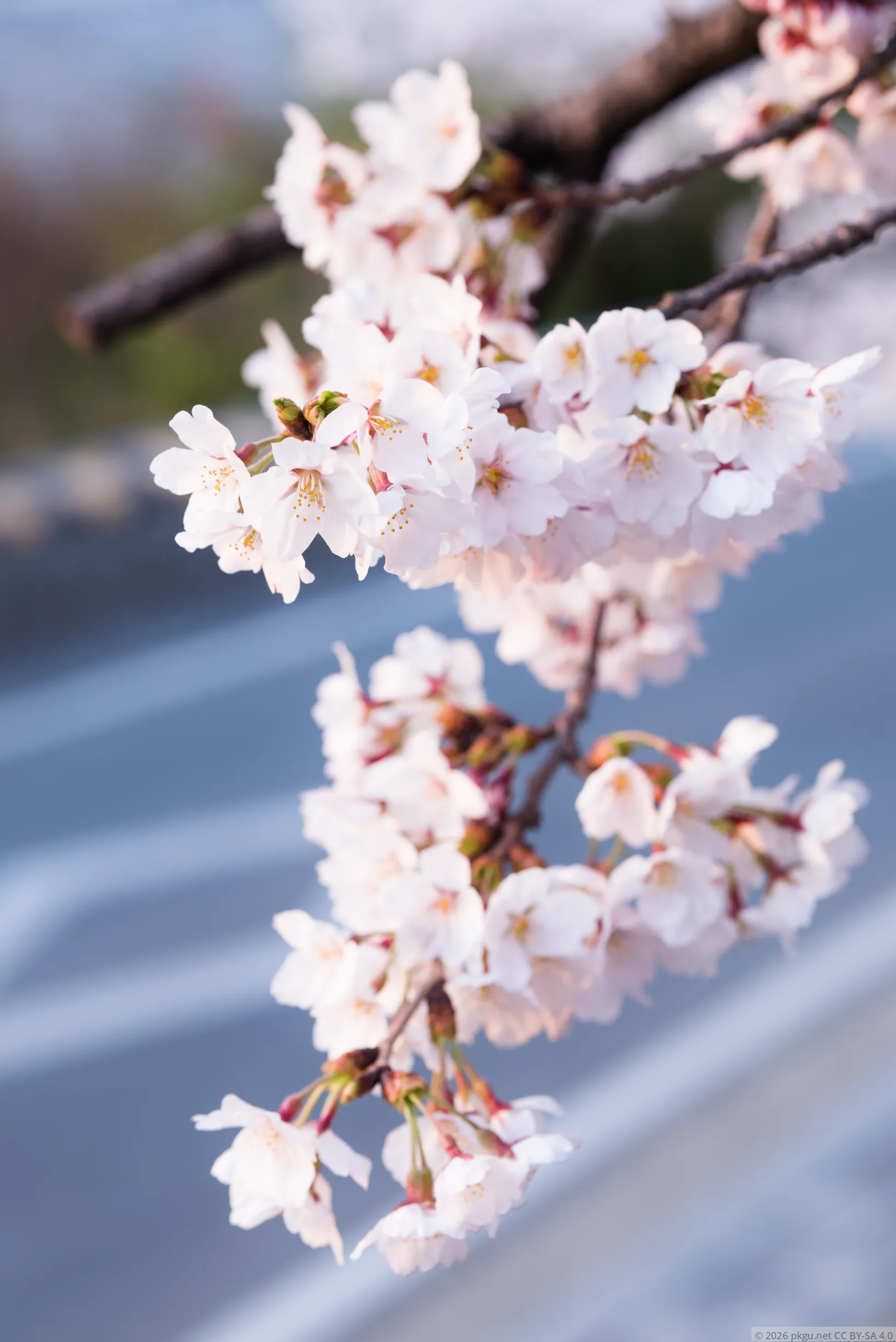 2026.04.02_183230.pkgu.net